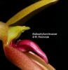 Bulbophyllum levanae  (2)